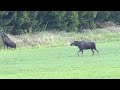 2024-05-23 Torsdag klockan 19.40 Lovön. Hans älgsafari firar triumfer. Två fina älgar ikväll.