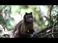 Amazon Jungle 4K/ Wild Animals of Rainforest/ Relaxation Film/ Meditation Music & Nature Sounds