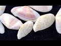 My Caribbean Shell Collection(Puerto Rico, Turks & Caicos, and Jamaica)