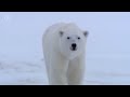 POLAR BEAR ─ Deadliest Beast of the Arctic
