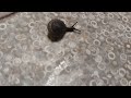 Snail Time