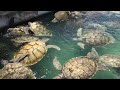 Cayman Island - Turtle Farm