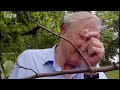 Amazing Cicada Life Cycle | Sir David Attenborough's Life In the Undergrowth | BBC