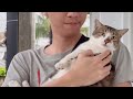 Street Cat Rescue: Before and After | Stray Cat (Puspin) Transformation
