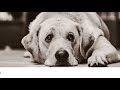 Do Dogs Cry? Facts About Dogs Tears
