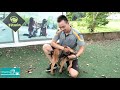 P5: Puppy, Stand By, Stand: Sit, Lie, Sit / Training Malinois / NhamTuatTV - Dog in Vietnam