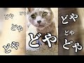 【ロシアンブルー】高齢猫の愛おしさ〜18歳ロシアンブルー#老猫 #高齢猫#ロシアンブルー