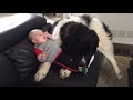 Giant Newfoundland Dogs Playing With Babies Compilation