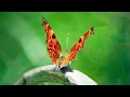 ( 0087, 15-6-2024 ) #Beautiful #Fantasy #Butterfly #美丽梦幻蝴蝶 #BEAUTIFUL #MUSIC #VIDEO #美丽音乐视频