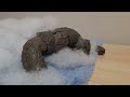 Shin Godzilla vs Heisei Godzilla-stop motion
