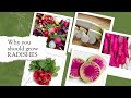 WHY You Should GROW RADISHES! // Radish Benefits // $100 Prize@GrowBigTVwithJoeandKorky #growbig24