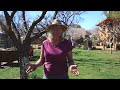 48 Fruit Trees on 1/2 Acre Homestead Orchard Layout, PlantingTips
