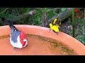 20m Aviary | Bird Breeding Update | Softbills and Finches | S2:Ep9 | Bird Sounds #birds #bird