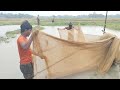 Method of fishing with pine nets  - amazing fishing rsl fish cutting- rsl fish cutting