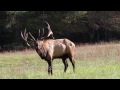 Rutting Elk Bugling in Cataloochee Valley, Great Smoky Mountains North carolina Tennessee