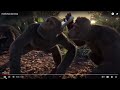 i thing i found the funniest video about monkeys.