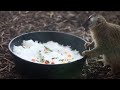 Lemur Eating Lunch