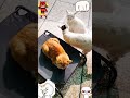 Cat hits another cat|Cat occupies elevated pet bed|