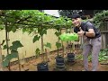 Tips for growing chayote in plastic containers, producing many fruits without care