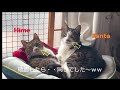 早朝の地震速報🙀立ち尽くす飼い主🥶　コレがきょうだい猫の証明だー‼🤣😺【月曜・金曜は兄妹猫の担当です😻】(Video Up On Mon.and Fri.）