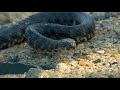 Deadly Swimming Snake Hunts Underwater For Fish | Wildest Europe