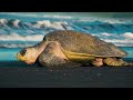 OCEAN LIFE: 8K Ultra HD Documentary | Cine Animals