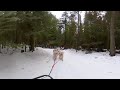 360 Dog Sledding Adventure in Big Fork Montana - Fast and Furriest - Winter VR Experience