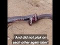 Two venomous Cobras are fighting to the death