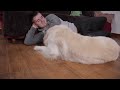 What does a Golden Retriever do when Someone Occupies his Bed [COMPILATION]