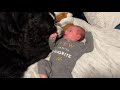 Bernese Mountain Dogs First Week With Newborn Baby Brother