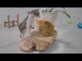 Best Cats Videos 😂🤣 Funny Animal Videos 🐱😅