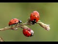 slideshow of ladybug pictures with cool music