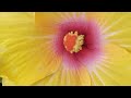 জবার🌺এই আশ্চর্য গুনগুলো আপনি জানেন? এখুনি জেনে নিন🌿 Chinese hibiscus health benefits