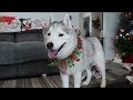 My Dogs Christmas Haul  From Santa Paws 🎄 Dogs Opening Christmas Presents