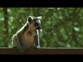 A Lemur Queen Gives a Masterclass in Troop Leadership 👑 Gangs of Lemur Island | Smithsonian Channel