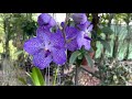 Vanda Orchid Care for Beginners, Growing Outdoors and Loving It, 2022 edition, January 9