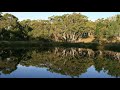 Bush sounds, birdsong in Australia — sleep music (2 hours) | Nature Track