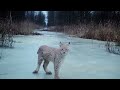 Lynx kittens playing on ice