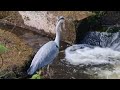 Samsung Galaxy S21 Ultra 10x zoom, wildlife, Heron
