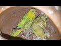 Budgies Parrot Colony Update