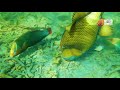 Dancing Sea Fish | Wild Animals Sri Lanka