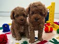 Dibby’s Children ~ the tri-state best toy poodles