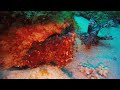 Octopus punching lionfish