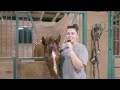 Horse Bathing ASMR!