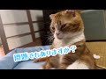 猫が人間みたいに座る！なぜそこに！どこでもおかまいなしのスコ座り【scottishfold】