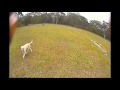 How to make a dog dizzy