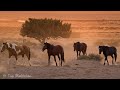 【Wildlife 4K 】- Beautiful horses running in the meadow, Relaxation Film With Calming Piano Music