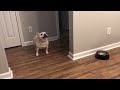 Angry French Bulldog on Diet Throws Tantrums for Not Getting Food - 1065754