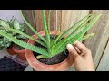 Revive Dying Aloe Vera Plant //Browning of Aloe Vera Plant// Save Aloe Vera Plant