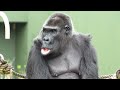 Silverback enjoys being chased by an angry female gorilla｜Shabani Group